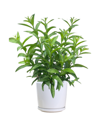 Night Blooming Jasmine